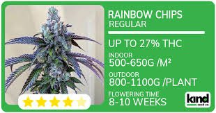 All You Need to Know About Runtz Seeds