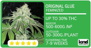 All You Need to Know About Runtz Seeds